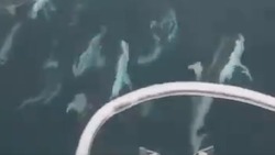 Нашествие морских свиней наблюдали туристы в заливе Анива