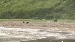 Семью медведей заметили у бухты Тихой на Сахалине