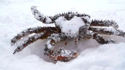 Краеведы Сахалинская крабалка