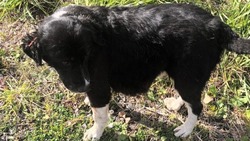 Нужна помощь: гигантская опухоль атаковала бездомного пса в Холмске