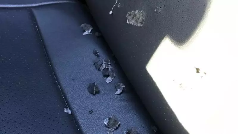 Полчища крыс атакуют автомобили сахалинцев. Страховка не поможет