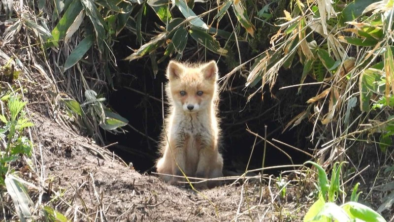 Фотографии с Кунашира украсят экспозицию Ботанического музея в Санкт-Петербурге