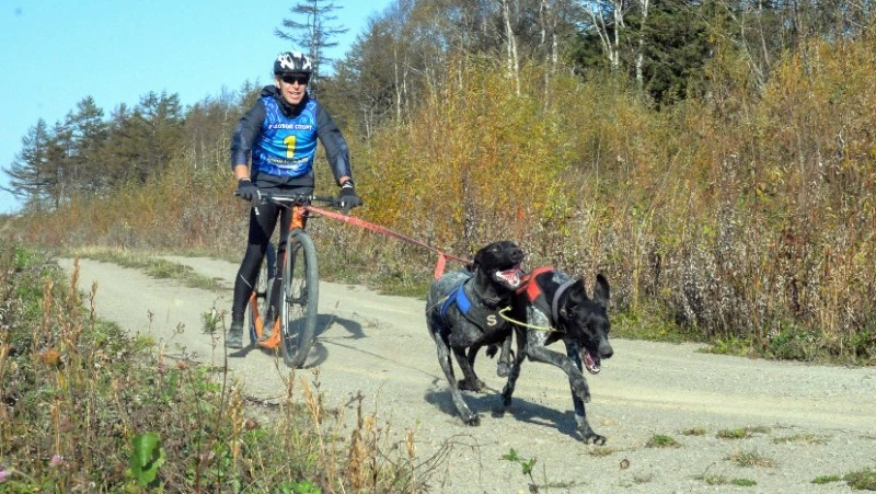 Гонки на ездовых собаках «Шустрые лапы-2022» прошли в Корсаковском районе