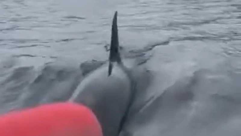 Рыбаки встретили семейство косаток возле Курил 14 июня