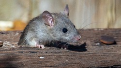Ходят и шуршат: крысы атаковали чердак в одной из многоэтажек Южно-Сахалинска