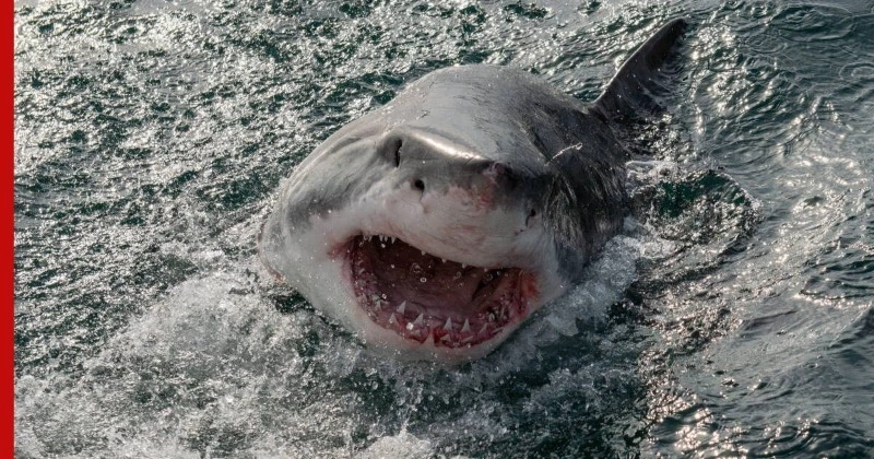 Сахалинцев пугают акулой-агрессором, которая ворует рыбу