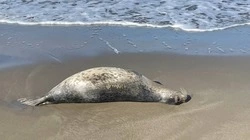 Мертвую нерпу выбросило море на юге Сахалина