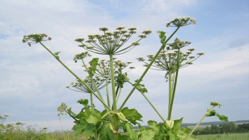 ГД обязала владельцев земельных участков бороться с борщевиком
