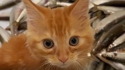 «Наловил себе на ужин рыбки»: пушистый рыбак на Сахалине очаровал пользователей Instagram      