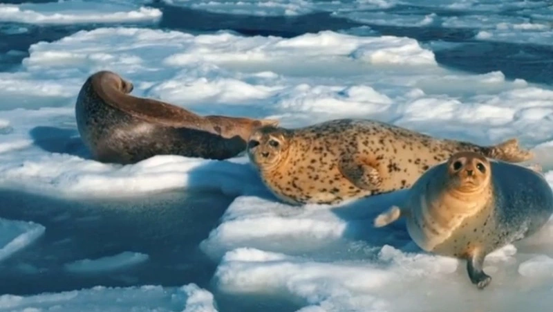 Видеофакт: необычные «работники» порта Корсакова попали в объектив блогера