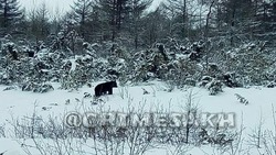 «Опасность представлять не будет»: сахалинцы заметили медведя  недалеко от Охи