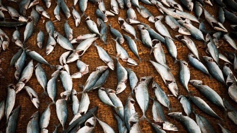 Минсельхоз РФ уточнил перечень доступных к вылову в Дальневосточном бассейне анадромных видов рыб