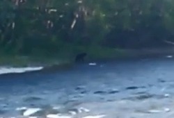 Медведь нашел рыбное место на юге Сахалина — ВИДЕО