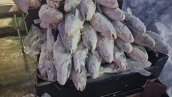 Где купить свежую навагу по доступной цене в Южно-Сахалинске 10 марта