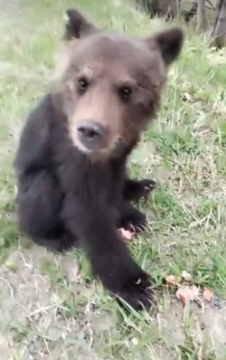 Одинокий медвежонок вышел к людям в Таранае: его гладят и кормят