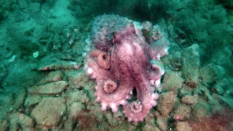 Самых умных морских гадов сфотографировал сахалинский дайвер