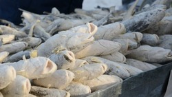 Жители Парамушира получат бесплатную рыбу