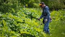 Больше 20 гектаров борщевика скосили в Южно-Сахалинске за неделю