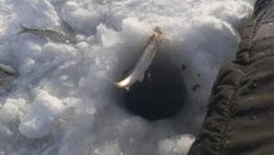 Ученые выяснили, сколько наваги и корюшки ловят рыбаки на Сахалине 