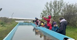 Миллион мальков горбуши выпустили в реку Лесогорку
