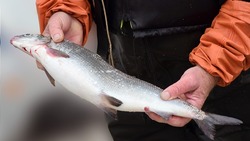 В России хотят маркировать рыбу и икру