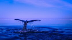 Фонд защиты китов требует прекратить добычу вымирающих синих китов