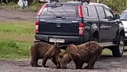Жители Курил забили тревогу после массового выхода голодных медведей из леса