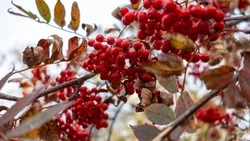 Синоптики спрогнозировали солнечную пятницу в Южно-Сахалинске 24 октября 