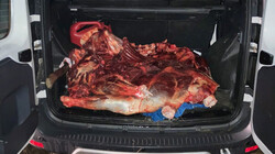 Депутата Госдумы поймали с мертвым лосём в машине