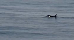 Косатка проплыла у берегов Курил и попала в объективы камер жителей