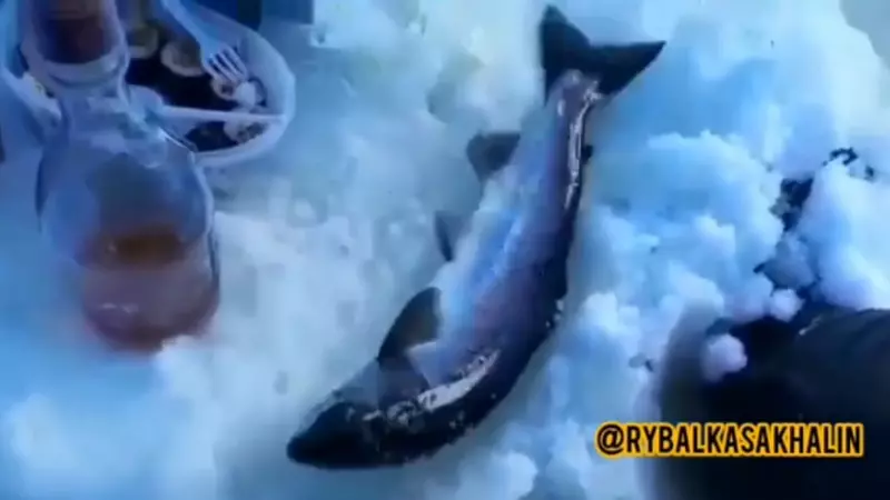 Сахалинец выловил большую симу без помощи снастей