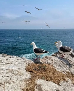 «Возможно, задумаются»: сахалинка рассказала, как правильно вести себя на маяке Анива