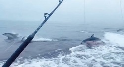 Дельфины устроили шоу неподалеку от острова Монерон