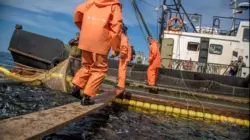 Фигурант дела "крабового короля" может получить условный срок