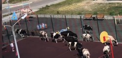  Коровы вышли на детскую баскетбольную площадку в Охе
