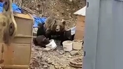 Семья медведей отобрала еду у собак на Солнцевском угольном разрезе
