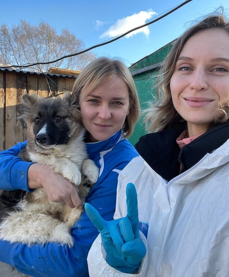 Волонтеры в приюте для животных. Волонтерство в приюте для животных. Как стать волонтером в приюте. Волонтеры животных. Как стать волонтером в приюте.