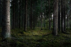 Грибники вместе с подростками ушли в лес на юге Сахалина и не вернулись
