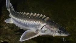 На Сахалине за июнь изъяли у рыбаков 46 краснокнижных калуг