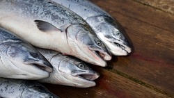 Россияне чаще умирают от нового штамма, цены на рыбу повысят. Главное на утро 10 июля