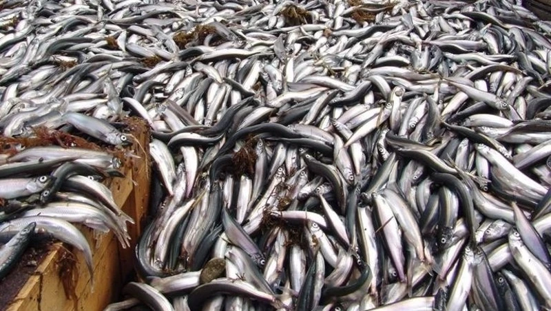 Вылов мойвы на Сахалине: правила и сколько выдали разрешений