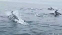 «Их под водой тьма просто!» Сахалинцы на лодке встретили косяк дельфинов