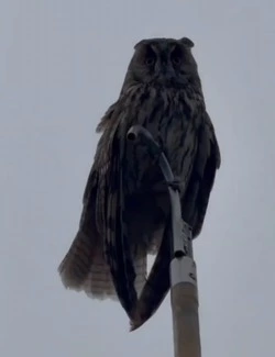 Рыбаки спасли сову от стаи агрессивных чаек на Сахалине