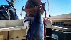 «Ты их всех решил выловить?». Очередного гигантского тунца поймал сахалинский рыбак