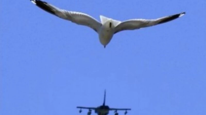 Птицеопасный аэропорт