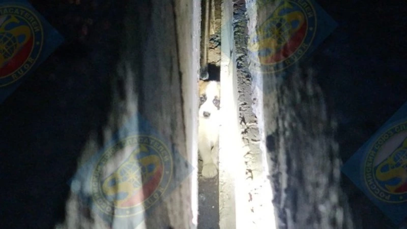 Спасатели освободили щенка из-под железобетонной плиты в Южно-Сахалинске