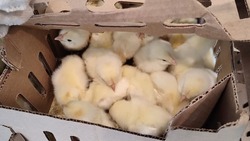 Больше 80 тысяч цыплят привезла птицефабрика «Островная» на Сахалин
