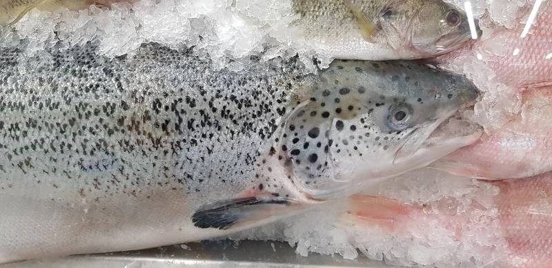 Агентство по рыболовству выросло в полноценное министерство на Сахалине