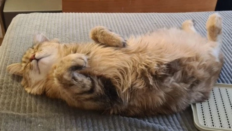 «Есть в ней что-то аристократическое»: история кошки Кассандры, нашедшей дом после пожара