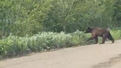 Медведь вальяжно перешел дорогу сахалинцам в Корсаковском районе